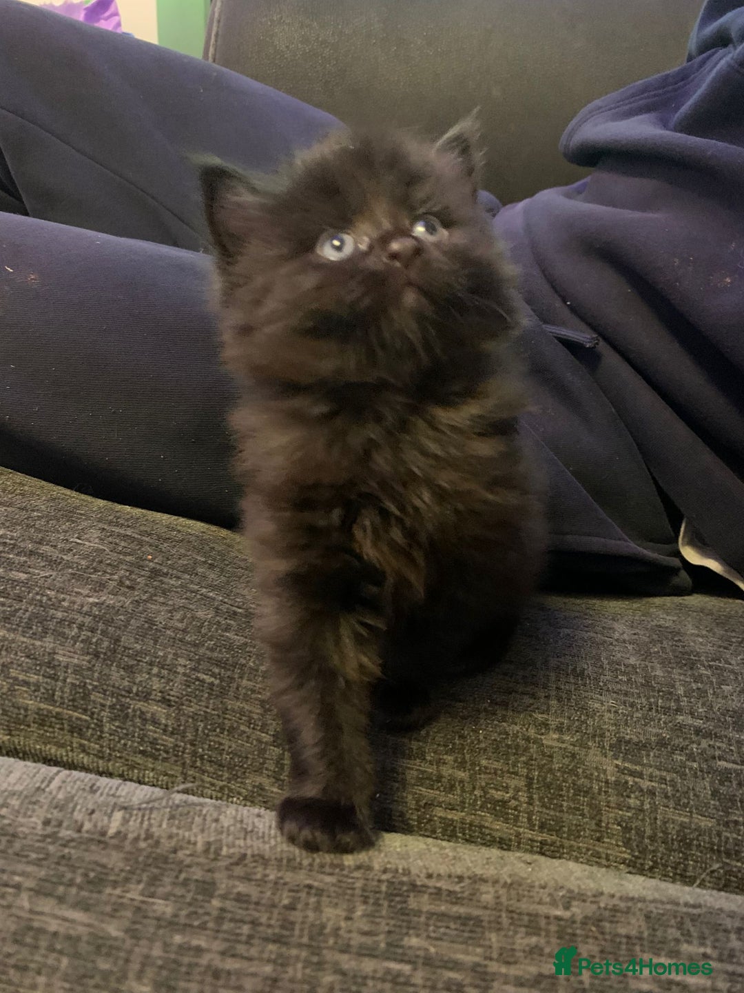 Maine Coon cats for sale: 2 Maine coon cross kittens - Advert 6