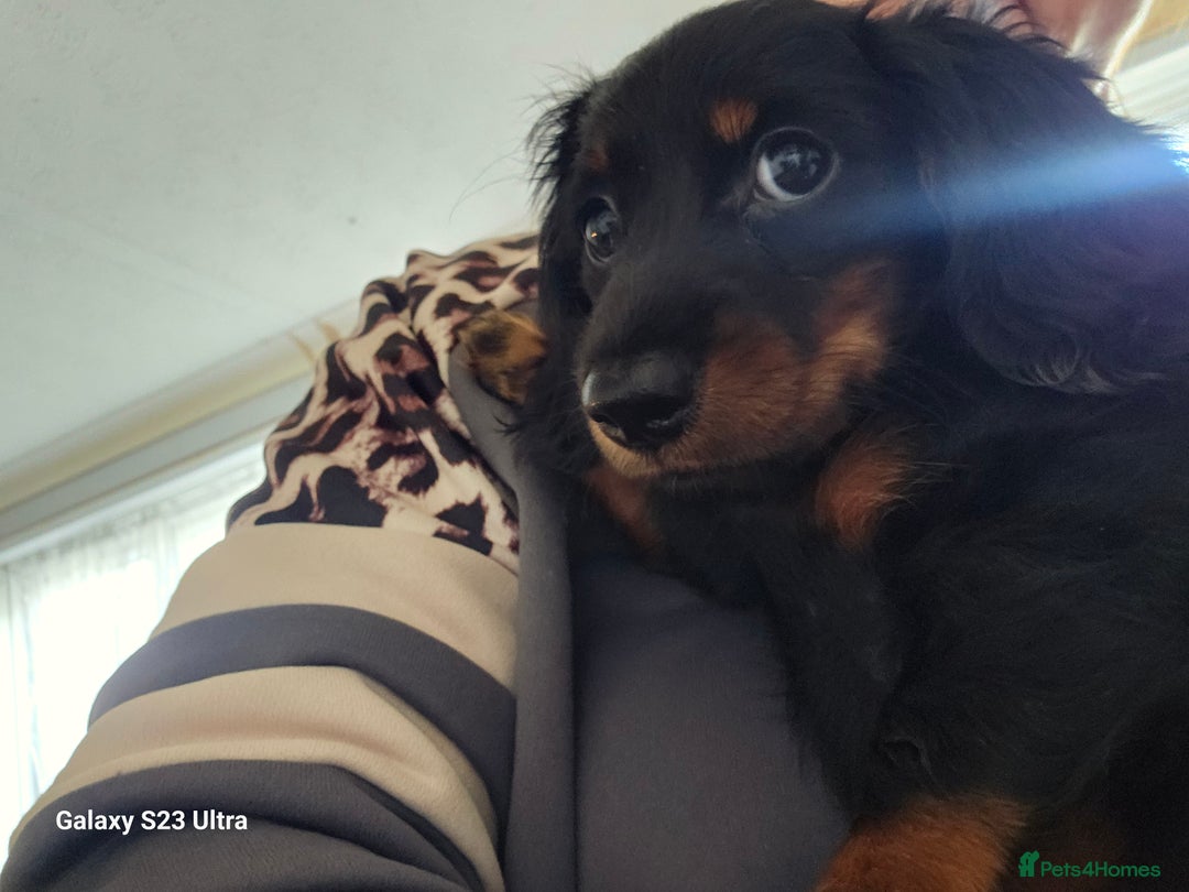 Dachshund dogs for sale: Dachshund puppies  - Image 6