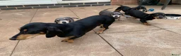Dachshund dogs for sale: ****4 beautiful boys *** in Nottingham - Advert 24