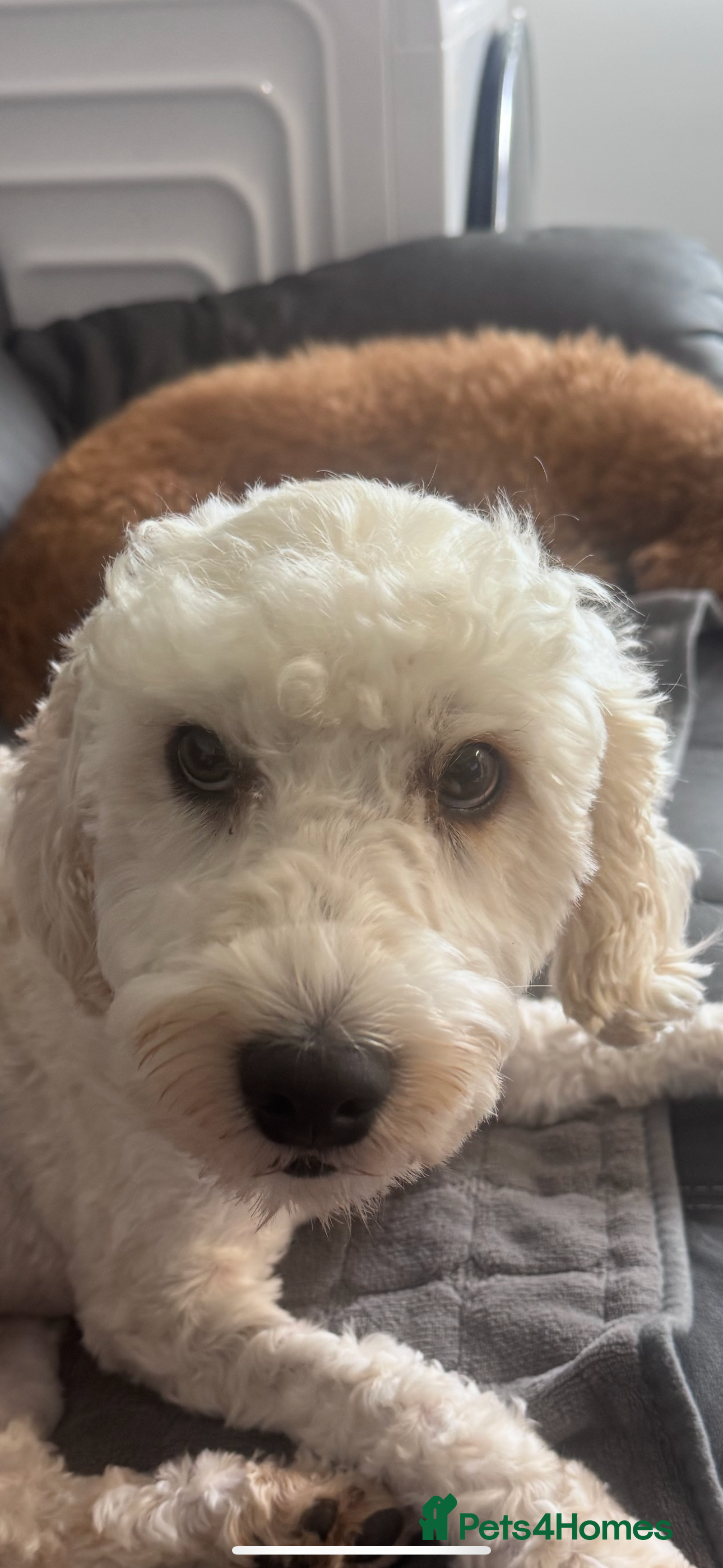 Cockapoo dogs Beautiful cockapoo  - Advert 4