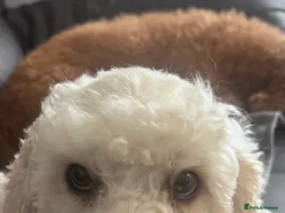 Cockapoo dogs Beautiful cockapoo - Advert 1