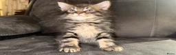 Maine Coon cats for sale: Stunning Maine Coon X Kittens Needing New Homes! - Advert 36