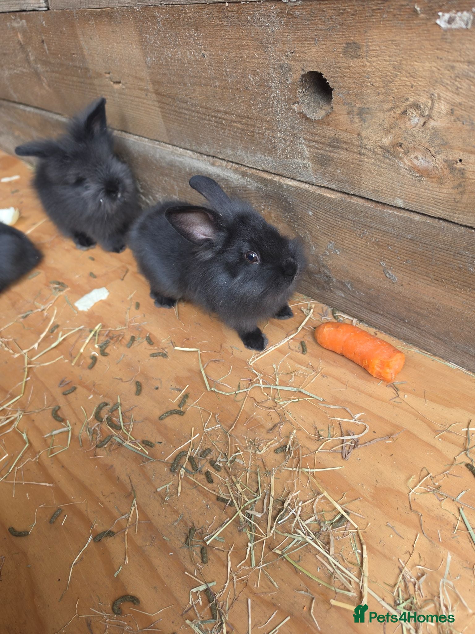 Mixed Breed rabbits 3/4 lion head bunnies (2 available) - Advert 1