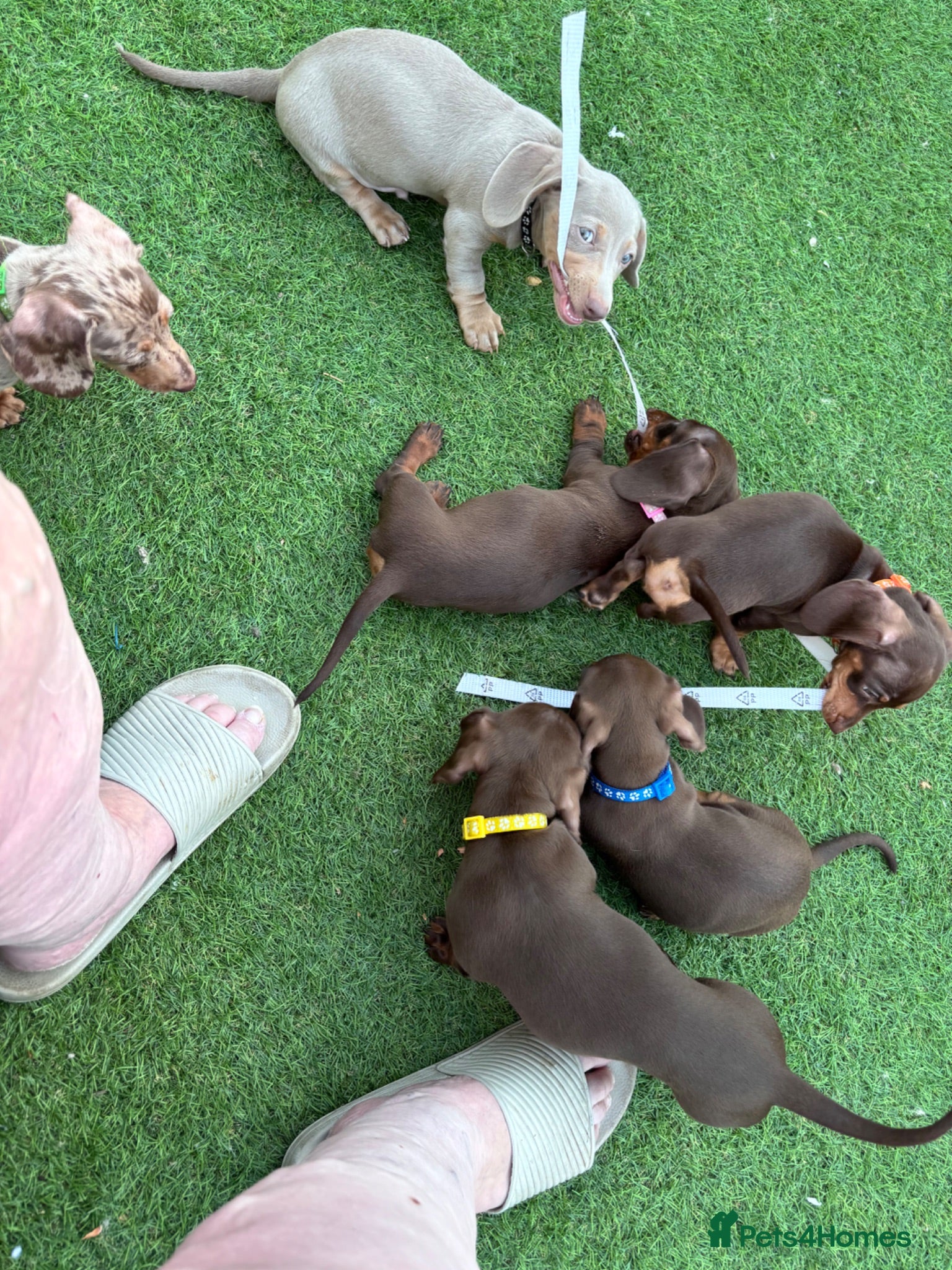 Miniature Dachshund dogs Dachshund puppies from health tested parents  - Advert 3