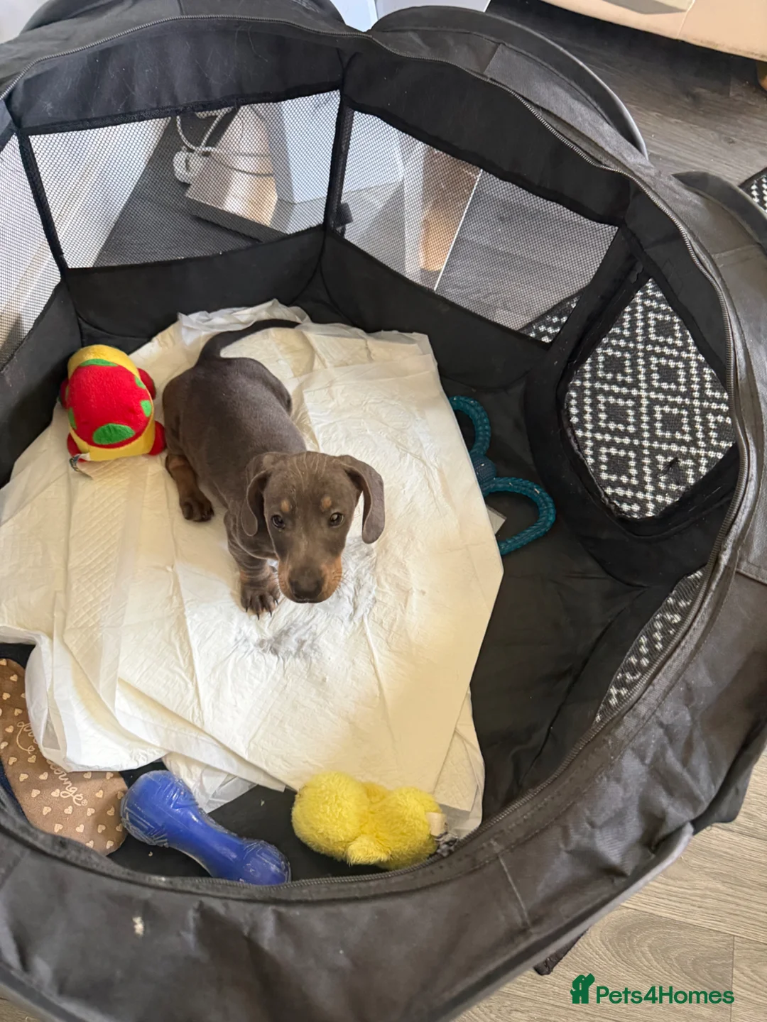 Dachshund dogs for sale: dachshund puppies - Advert 6