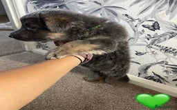 German Shepherd dogs for sale: German shepherd puppies  - Image 3