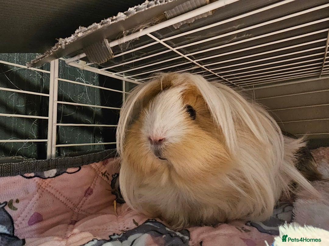 Guinea Pig rodents for sale: 2 Female Guinea Pigs  - Advert 6