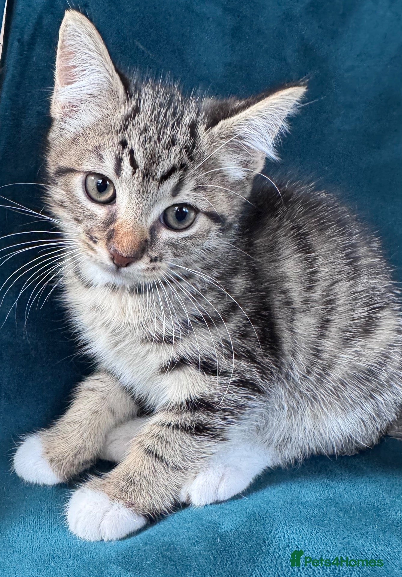 Mixed Breed cats Beautiful Kittens 😻 - Advert 1