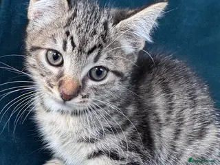 Mixed Breed cats Beautiful Kittens 😻 - Advert 2