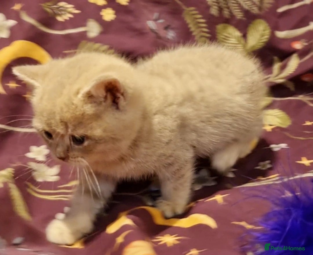 British Shorthair cats for sale: Blue & stripy, boys & girls ava British shorthairs in Eastbourne - Image 21