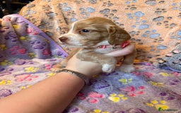 Cocker Spaniel dogs for sale: COCKER SPANIEL LITTER OF 9 IN SCARBOROUGH  - Image 35