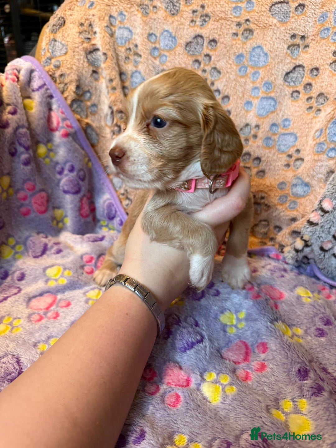 Cocker Spaniel dogs for sale: COCKER SPANIEL LITTER OF 9 IN SCARBOROUGH  - Image 35