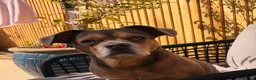 Mixed Breed dogs for sale: Very sad rehome - Advert 1