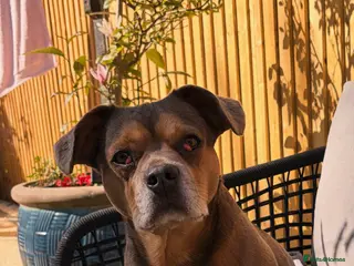 Mixed Breed dogs Very sad rehome - Advert 4