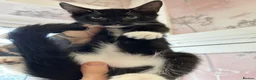 Maine Coon cats for sale: Full bread Maine coon kittens 6 left  - Advert 10