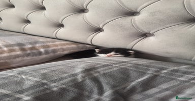 British Shorthair cats - Advert 5