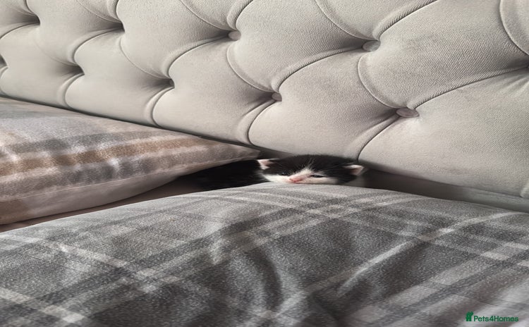 British Shorthair cats - Advert 15