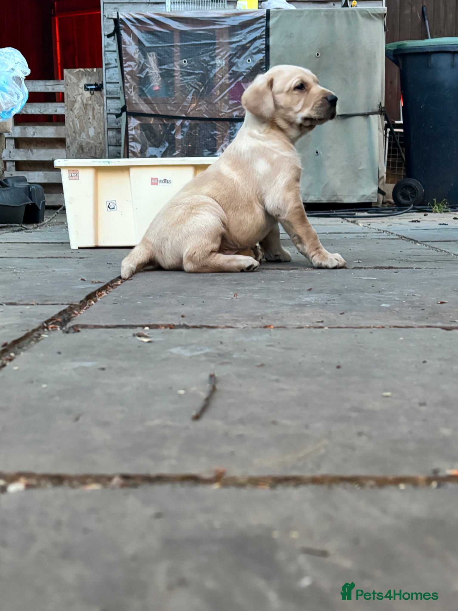 Labrador Retriever dogs 8 adorable Puppies for sale  - Advert 2