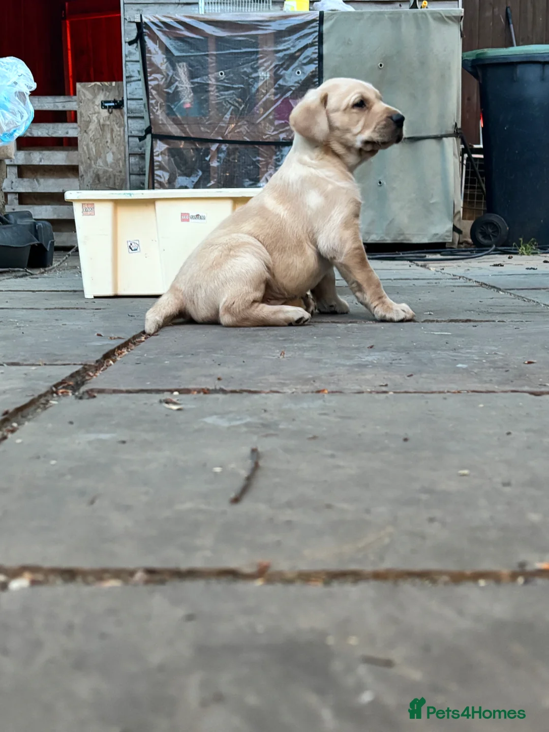 Labrador Retriever dogs for sale: 8 adorable Puppies for sale  - Advert 2