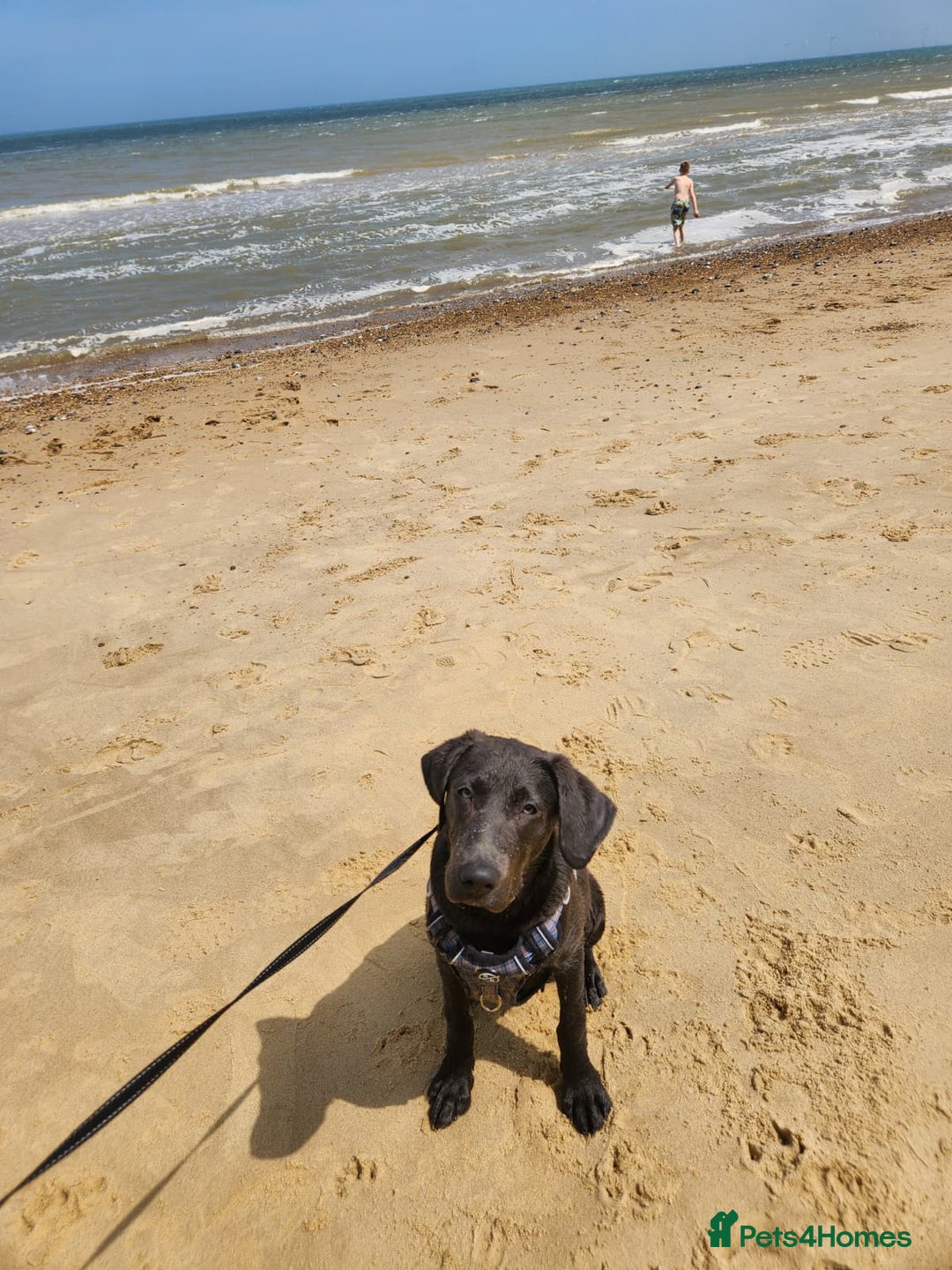 Labrador Retriever dogs for sale: Bailey labrador  - Advert 7