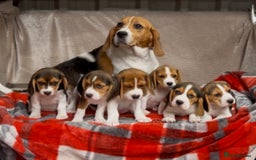 Beagle dogs for sale: SUPER CHUNKY KC SHOW BEAGLE PUPPIES - Image 9