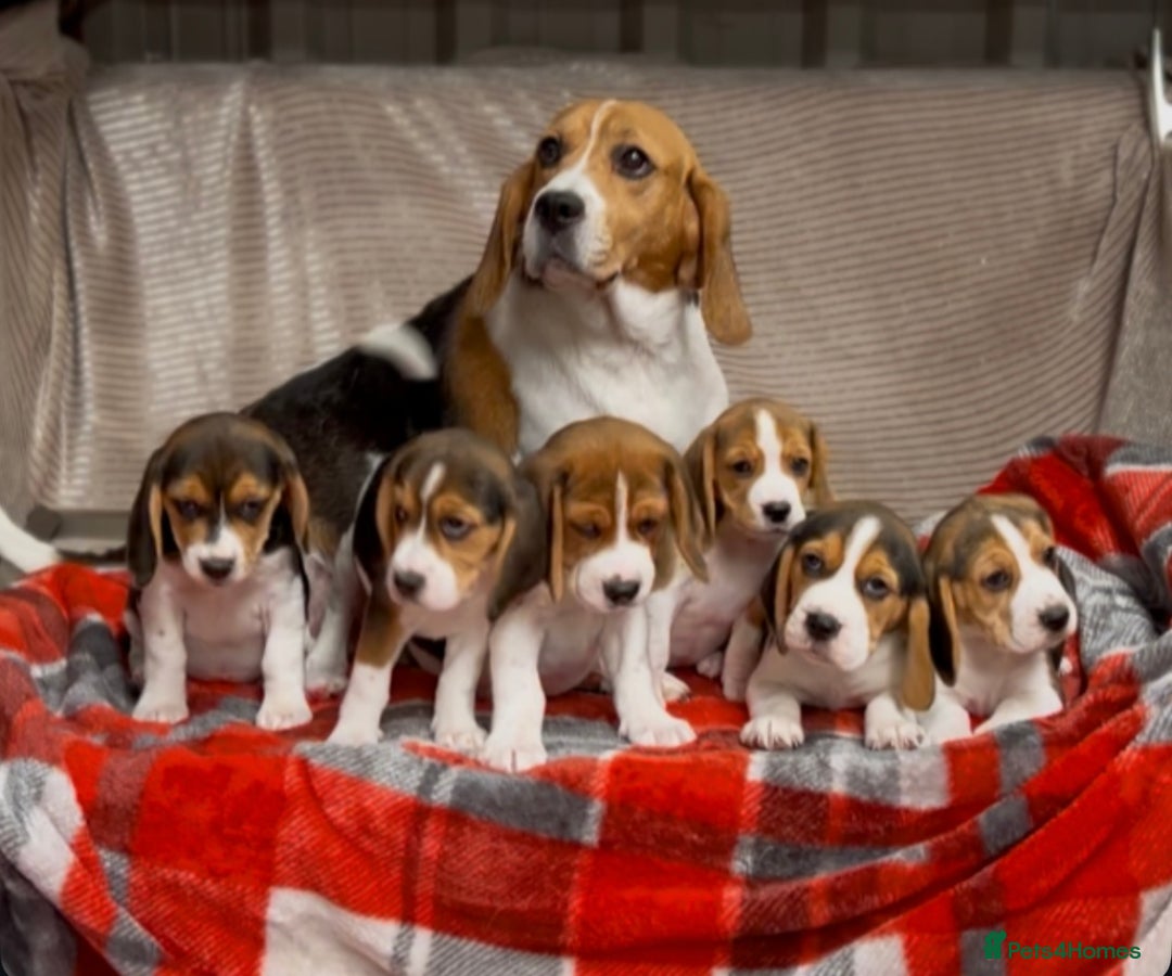 Beagle dogs for sale: SUPER CHUNKY KC SHOW BEAGLE PUPPIES - Image 9