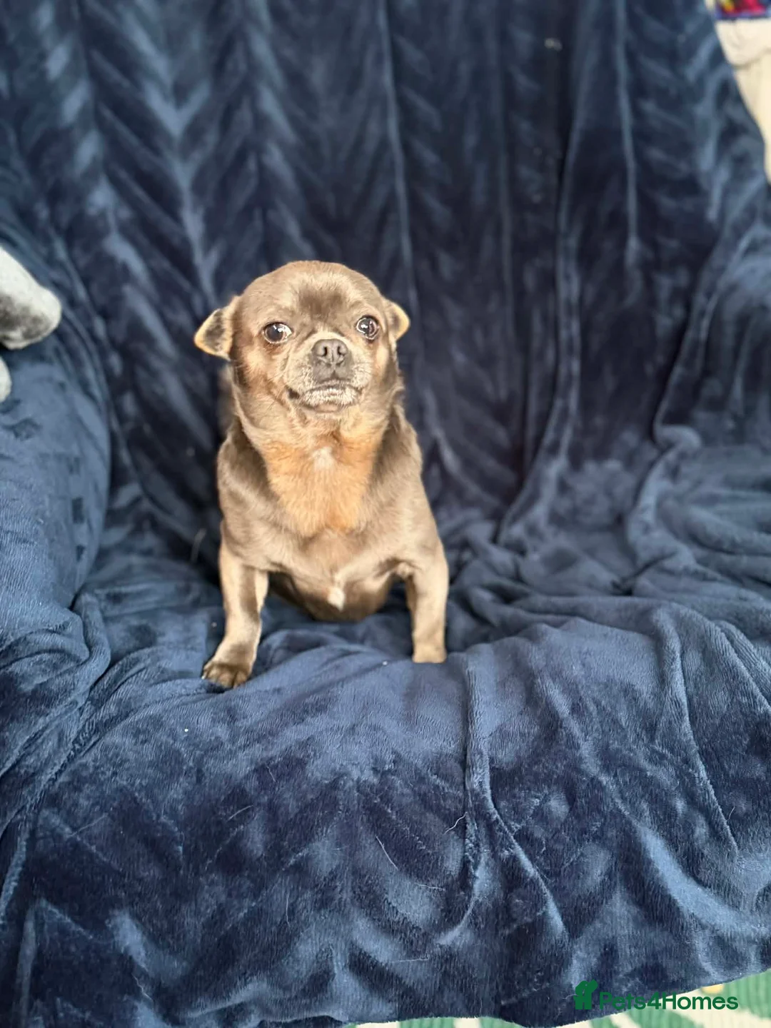 Chihuahua dogs for sale: Chihuahua dogs  - Advert 5