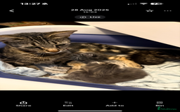 Mixed Breed cats for sale: 2 female kittens  - Image 11