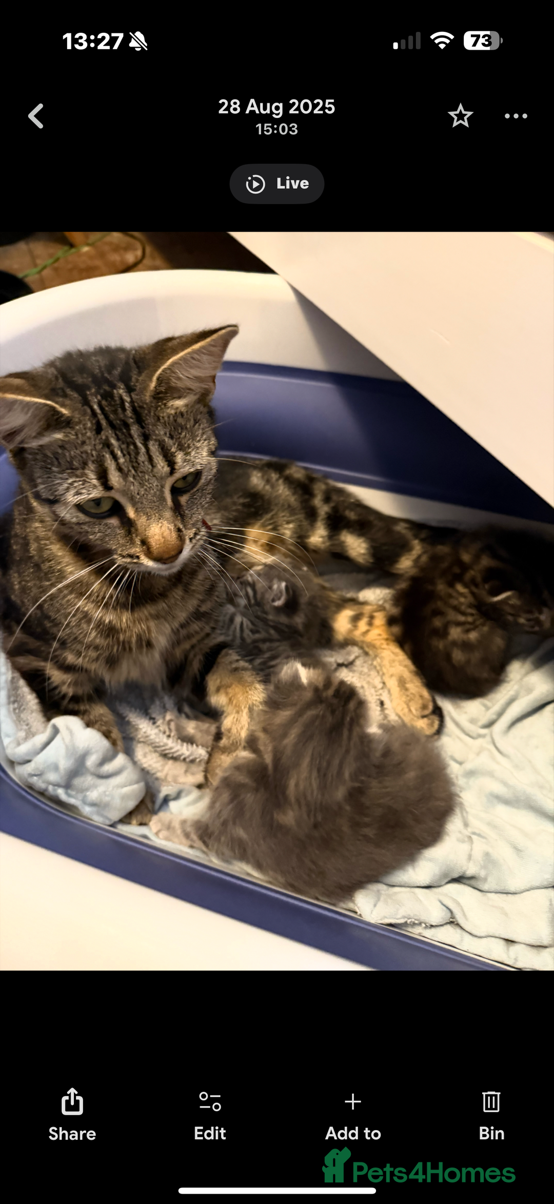 Mixed Breed cats for sale: 2 female kittens  - Image 11
