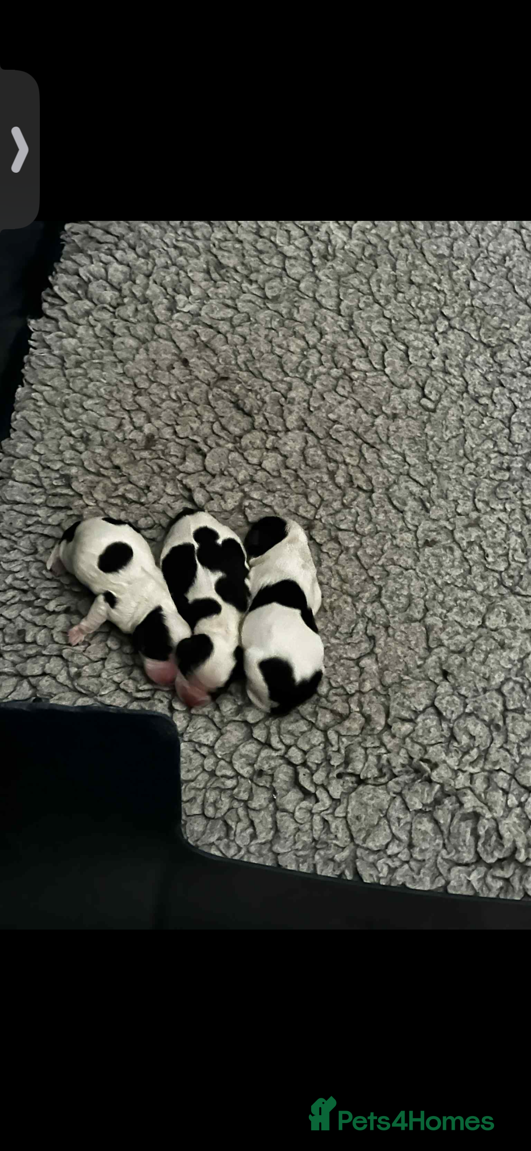 Cavalier King Charles Spaniel dogs for sale: 3 beautiful tri girls available  - Image 7