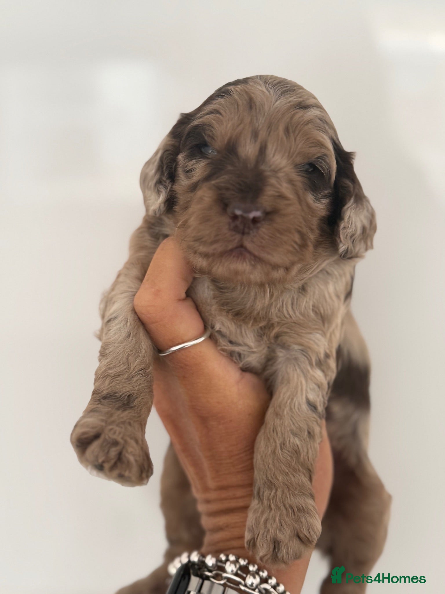 Cockapoo dogs Choc & Choc Merle F1 Cockapoo’s - Advert 2
