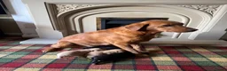 Labrador Retriever dogs for sale: Stunning KC Lab pups, health tested&many FTCH/Ws - Advert 4