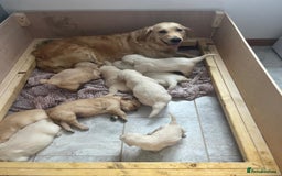 Golden Retriever dogs for sale: PURE breed, KC reg parents, gorgeous goldens - Image 11