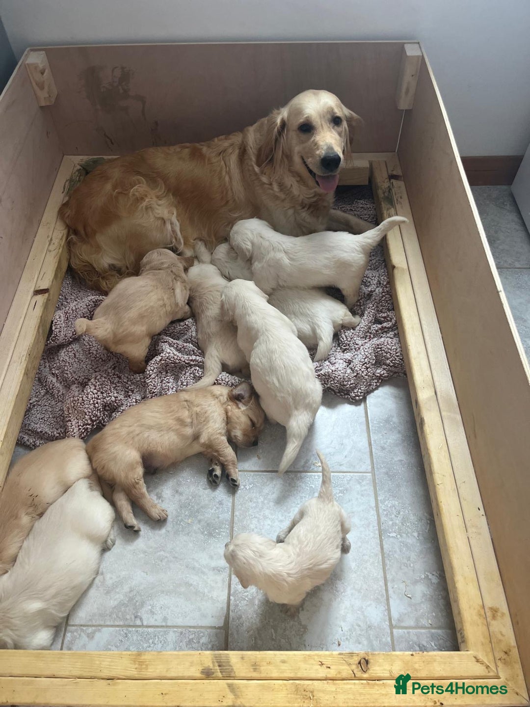 Golden Retriever dogs for sale: PURE breed, KC reg parents, gorgeous goldens - Image 11