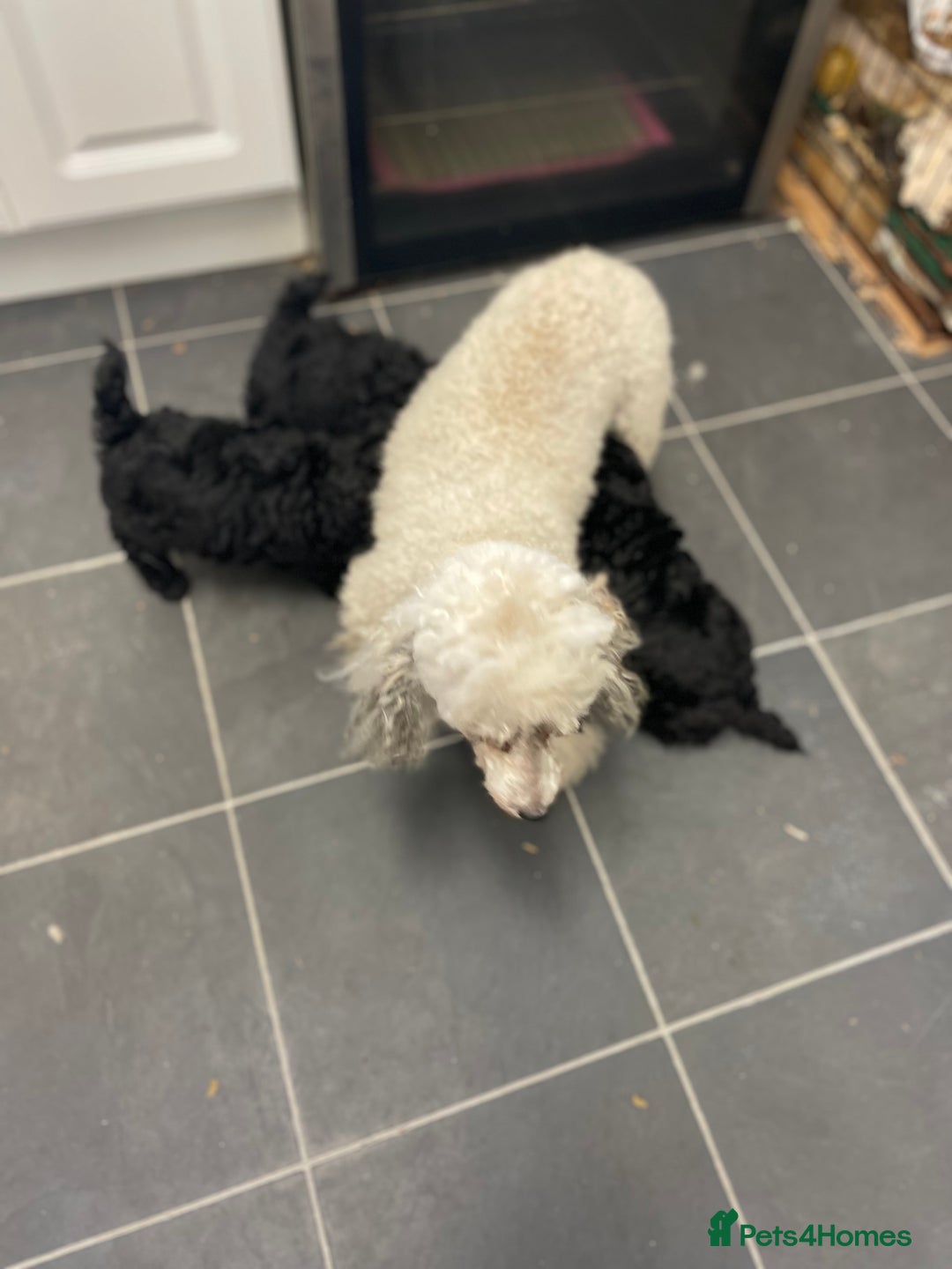 Toy Poodle dogs for sale: PEDIGREE TOY POODLES PRA CLEAR  - Advert 20