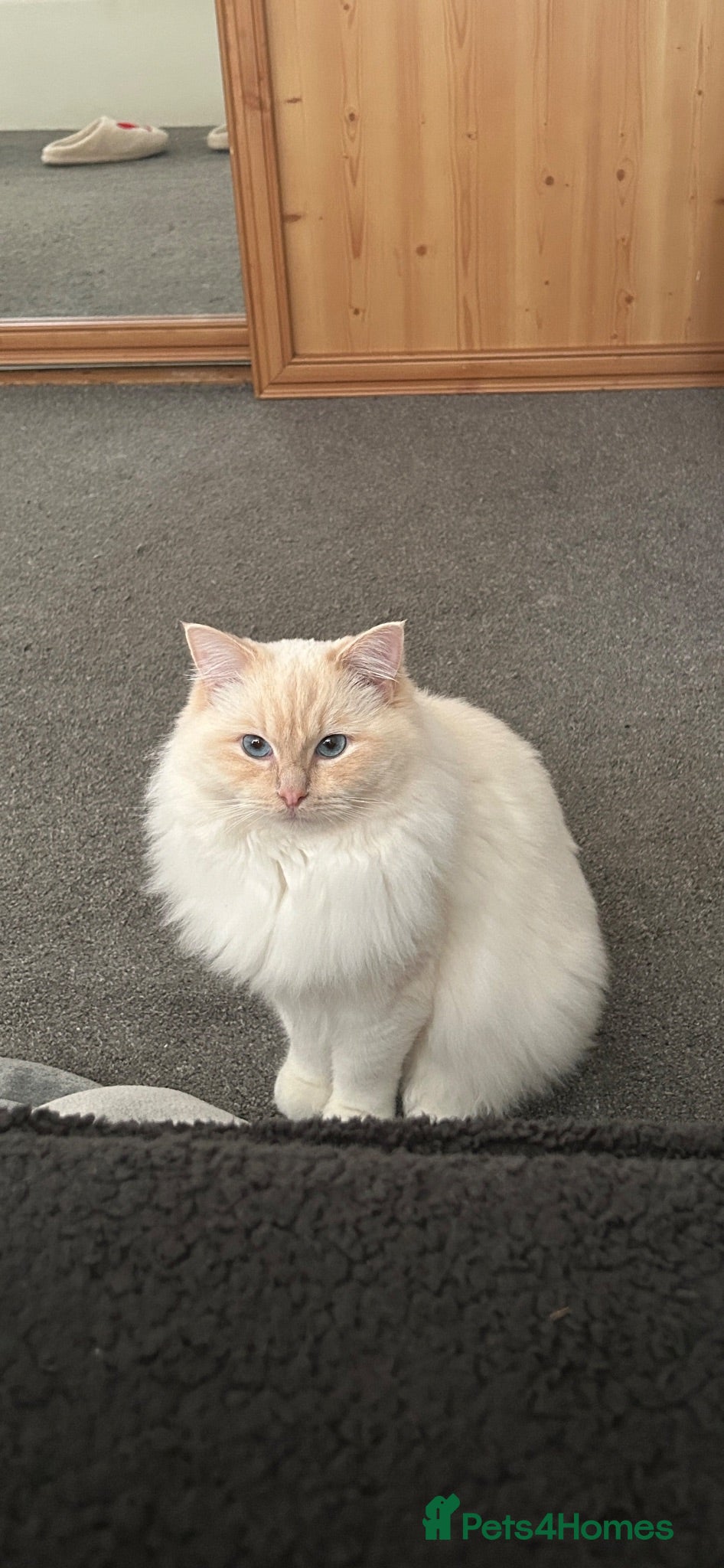 Ragdoll cats Playful boy ready for rehome - Advert 7