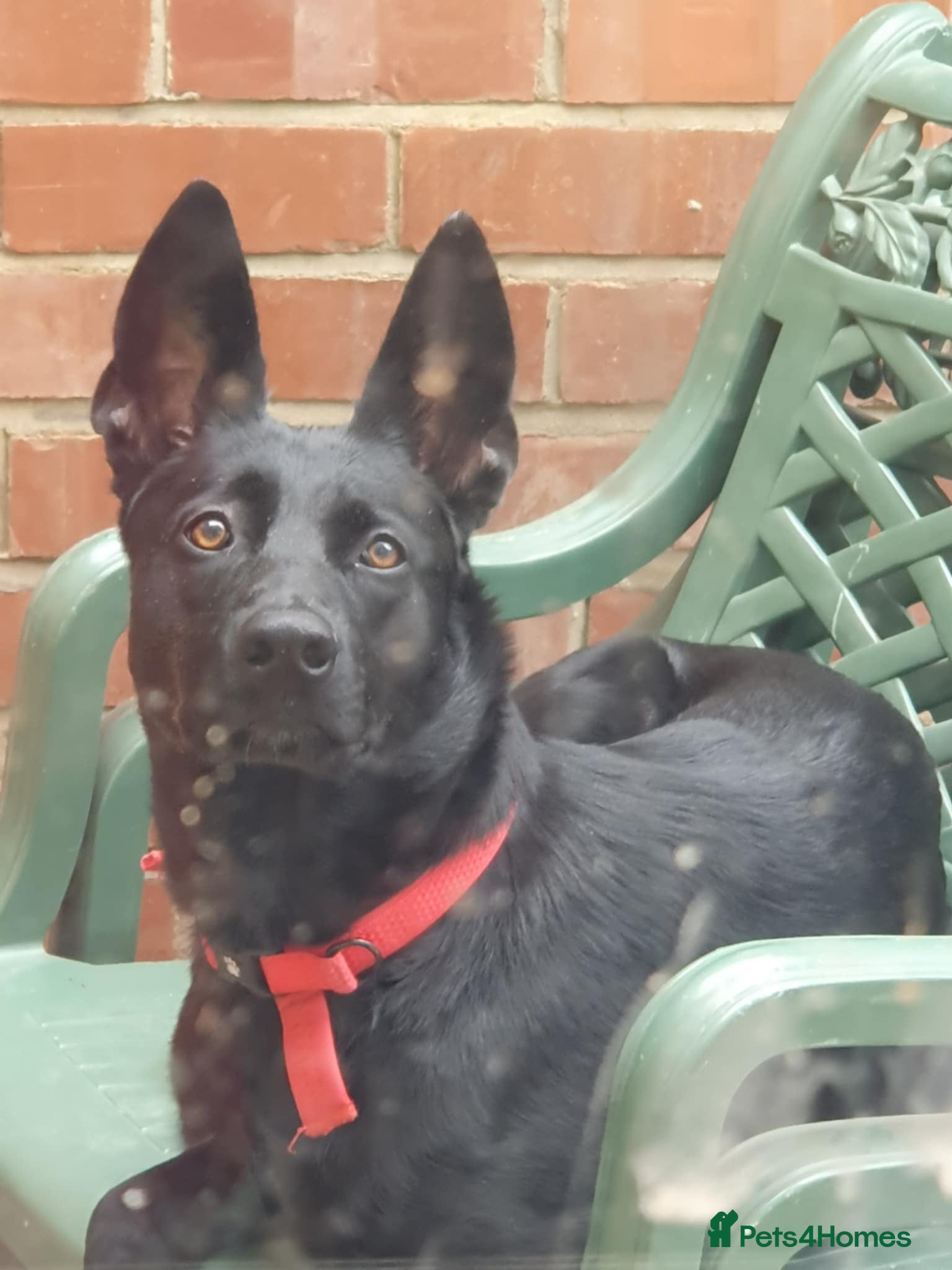 Mixed Breed dogs Malinoi x Dutch Herder - Advert 11