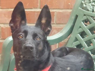 Mixed Breed dogs Malinoi x Dutch Herder - Advert 13