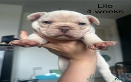 French Bulldog dogs for sale: KC registered French Bulldog puppies 4 WEEKs! - Image 6