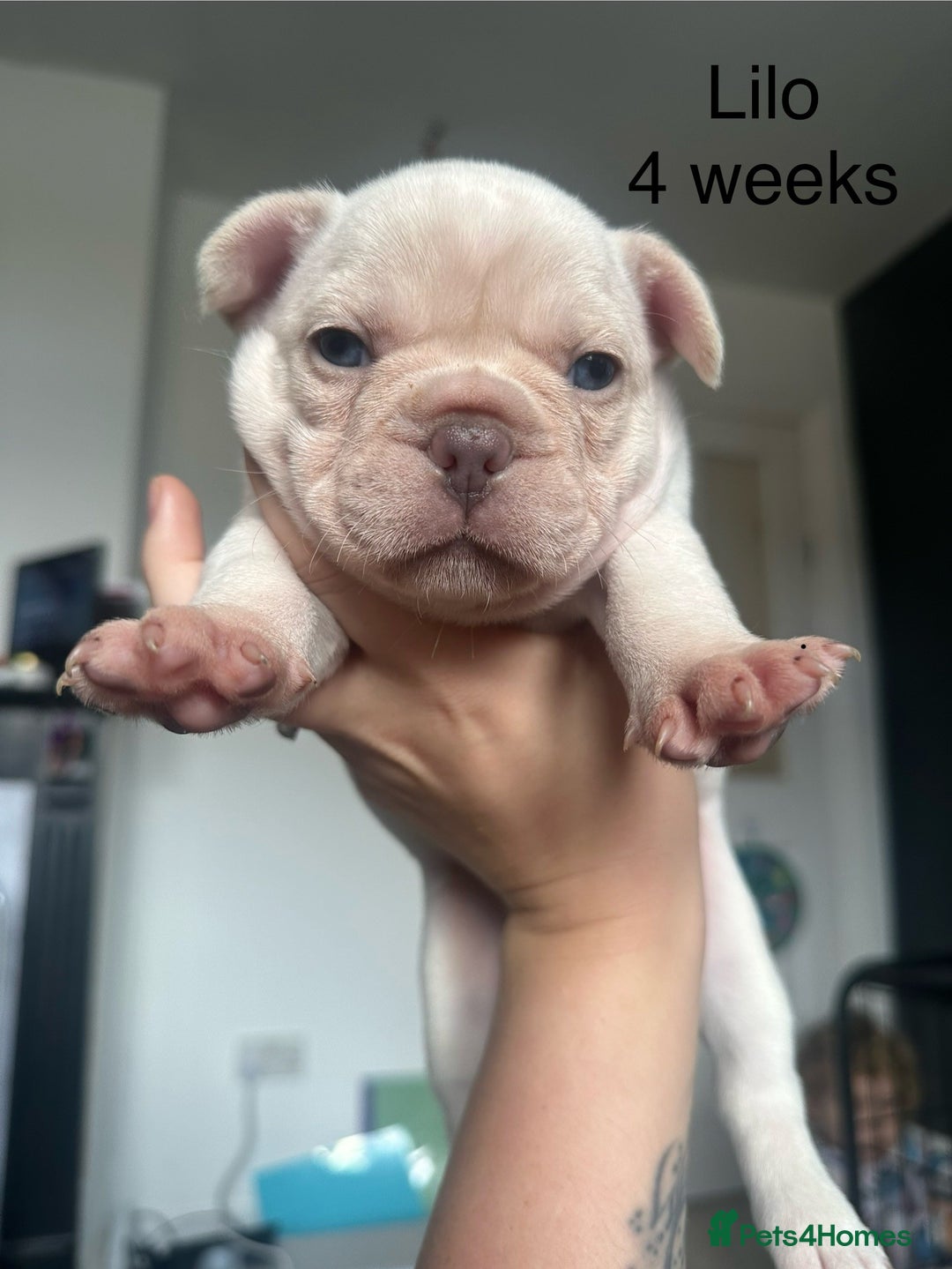 French Bulldog dogs for sale: KC registered French Bulldog puppies 4 WEEKs! - Image 6