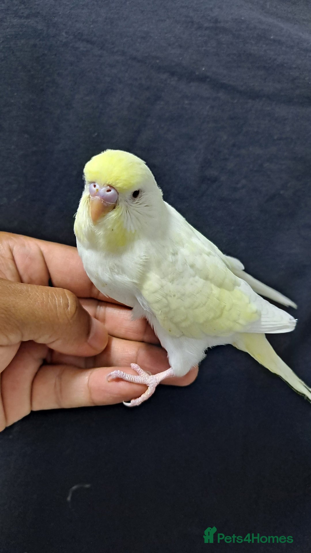 Budgerigars birds for sale: Silly hand tamed baby budgies for sale  - Image 21
