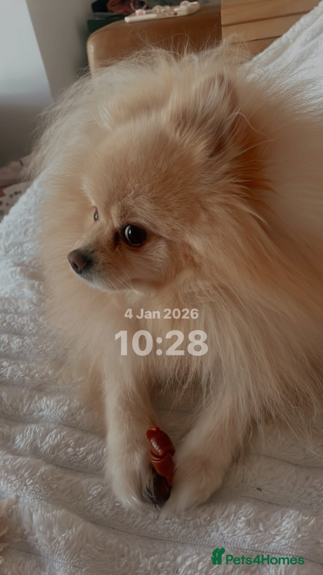 Pomeranian dogs for stud: Teddy cream KC register Pomeranian  - Advert 2