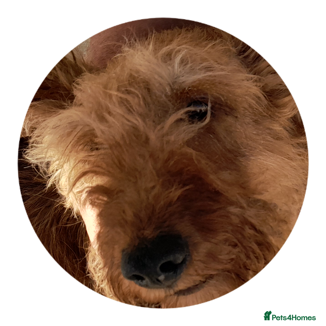 Irish Terrier dogs for sale: Irish terrier puppy - Advert 3