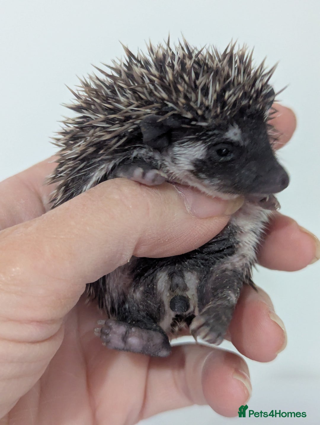 Pygmy Hedgehog rodents for sale: Beautiful litter of Hoglets/Ready to Reserve  - Image 4