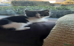 British Shorthair cats for sale: Unexpected Bundle of Joy - Image 8