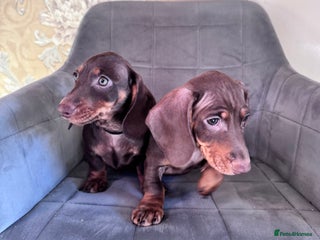 Miniature Dachshund dogs KC registered,PRA Clear! Miniature Dachshund - Advert 1