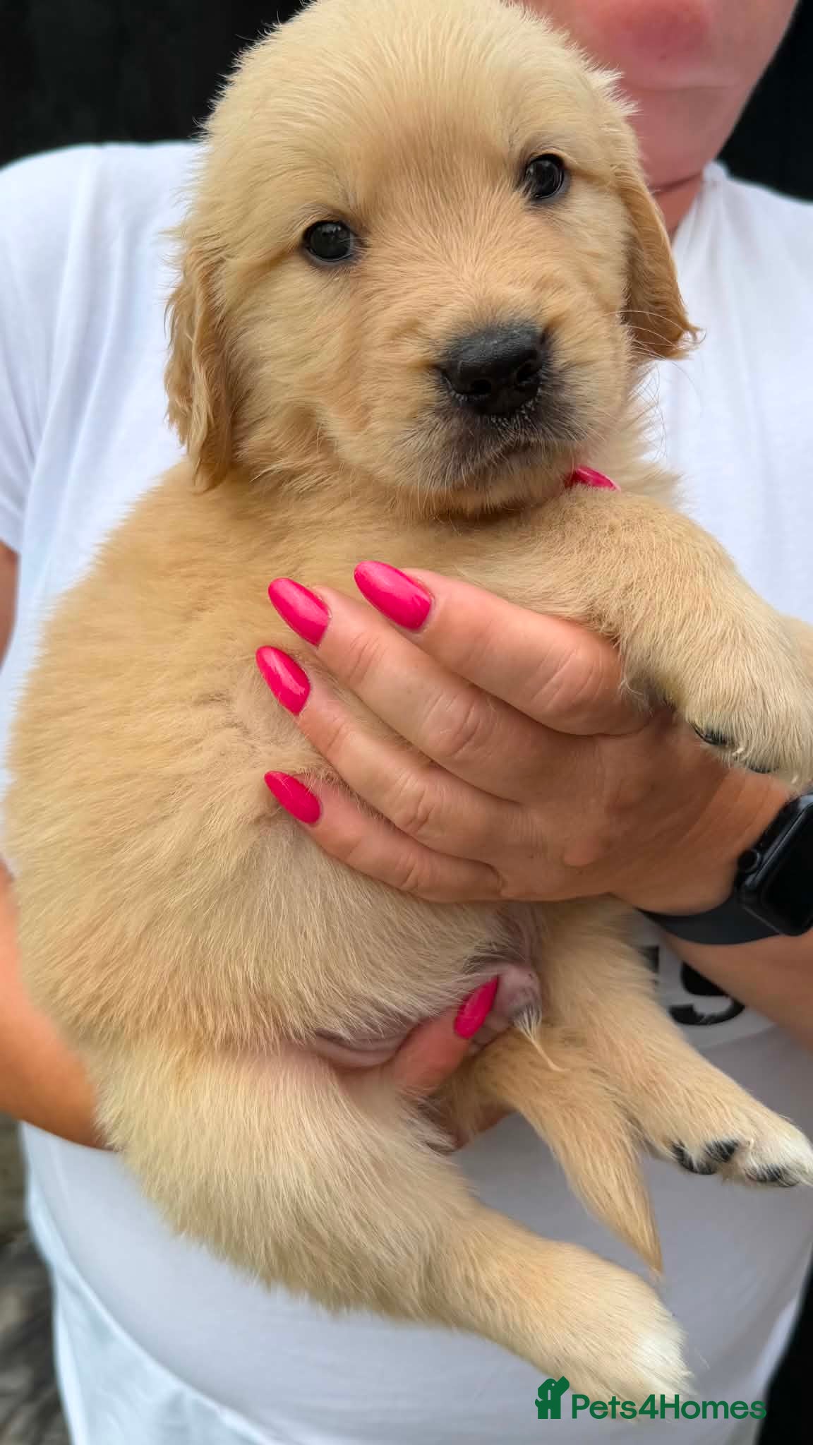 Golden Retriever dogs American line Golden Retriever puppies - Advert 2