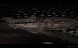 Bengal cats for sale: Stunning Snow bengal for sale!! - Advert 2