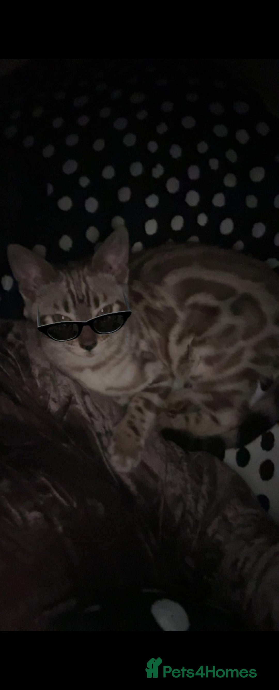 Bengal cats for sale: Stunning Snow bengal for sale!! - Advert 2