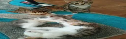 Mixed Breed cats for sale: Kittens for sale - Advert 17